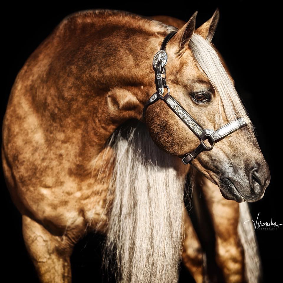 Latigo Dun It (Hollywood) - Quarter Horse Stallion
